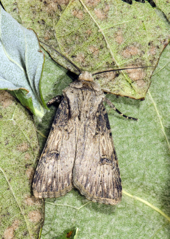 Agrotis sp